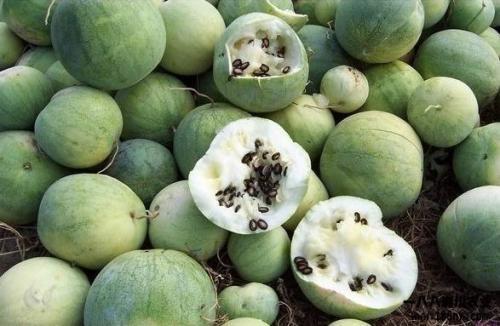 吃瓜群众的由来视频大全,视频大全带你回顾网络热词演变历程  第3张