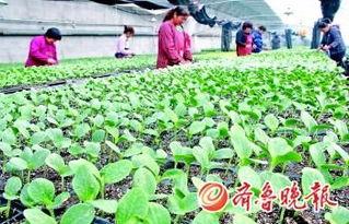 农民大棚吃瓜视频,农民吃瓜视频走红网络  第2张