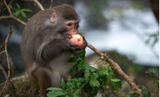 猴子吃瓜素材视频,猴子吃瓜视频走红网络，萌态可掬引网友热议