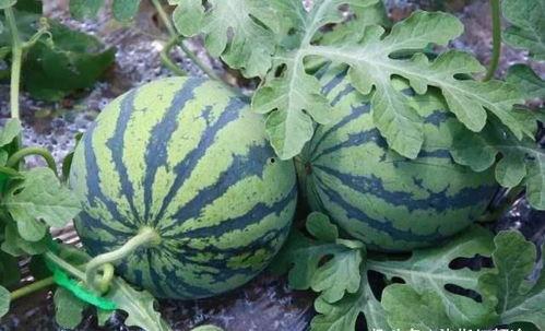 吃瓜怎么吃得更快一点视频,轻松解锁吃瓜新速度  第2张