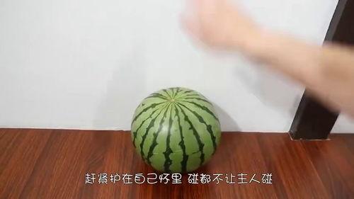 吃瓜怎么吃得更快一点视频,轻松解锁吃瓜新速度  第3张