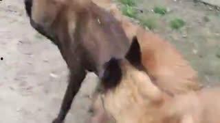 吃瓜小猫劝架视频播放,网络视频引发热议  第2张