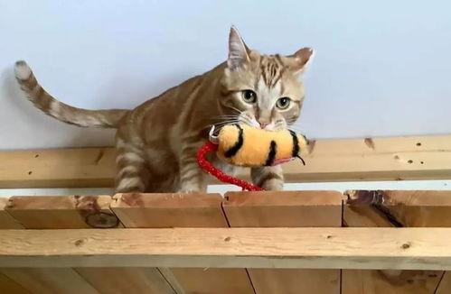 吃瓜小猫劝架视频播放,网络视频引发热议  第3张