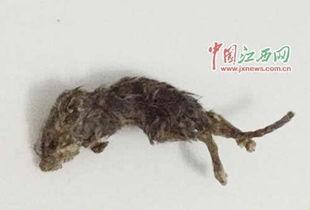 老鼠吃瓜素材视频大全,趣味横生的老鼠吃瓜瞬间集锦