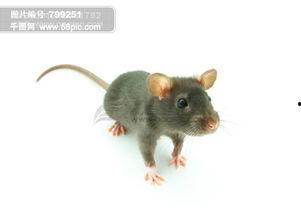 老鼠吃瓜素材视频大全,趣味横生的老鼠吃瓜瞬间集锦  第3张