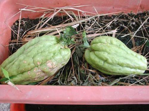 有啥好看的吃瓜视频,揭秘娱乐圈幕后故事  第2张