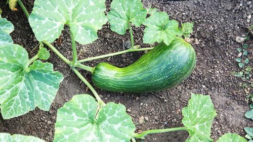 瓠瓜能下面条吃吗视频,创意家常美食探索