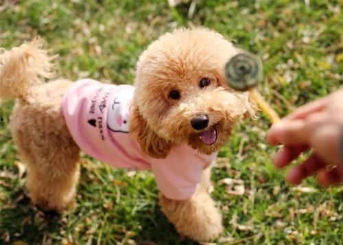 吃瓜狗狗泰迪视频大全,泰迪狗狗吃瓜视频大盘点