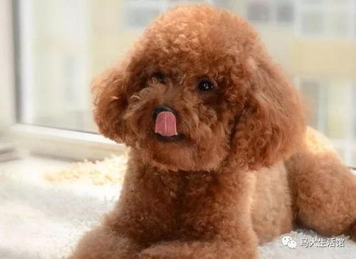 吃瓜狗狗泰迪视频大全,泰迪狗狗吃瓜视频大盘点  第2张