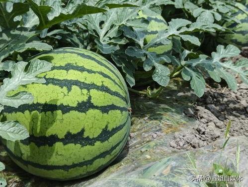 吃瓜大西瓜视频,揭秘吃瓜大西瓜视频的精彩瞬间