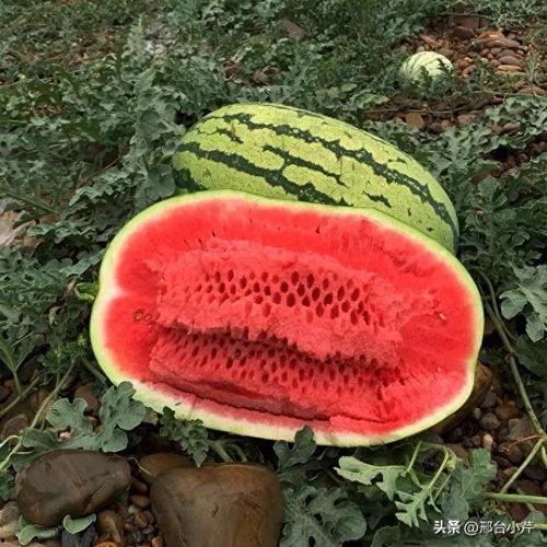 吃瓜大西瓜视频,揭秘吃瓜大西瓜视频的精彩瞬间  第2张