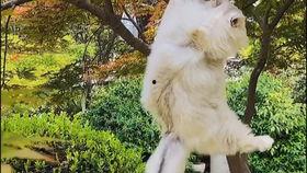 猫咪吃瓜小游戏视频播放,萌宠趣味视频带你笑翻天  第3张