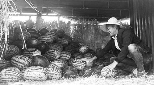 朱山吃瓜群众事件视频播放,网络舆论的狂欢与反思