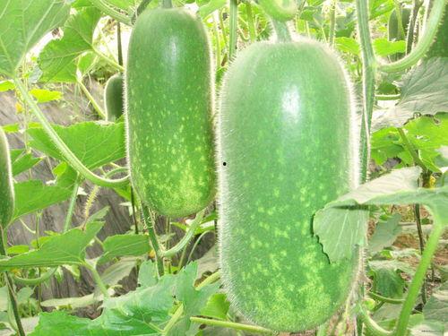 小伙吃葫芦瓜视频大全,小伙挑战视频大全，味蕾之旅尽享美味