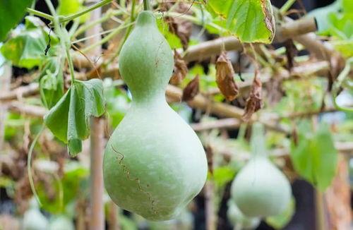 小伙吃葫芦瓜视频大全,小伙挑战视频大全，味蕾之旅尽享美味  第3张