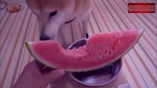 斯文吃瓜搞笑视频大全,搞笑视频大全盘点  第3张