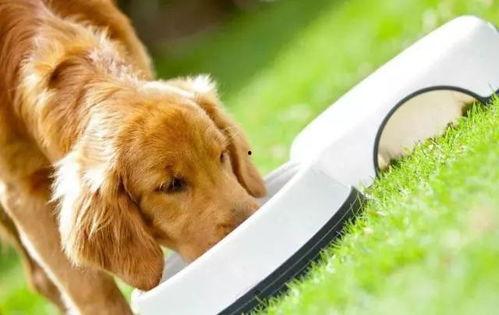 狗狗可以吃嫩瓜嘛视频,美味还是禁忌？  第2张