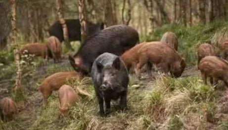 野猪进瓜棚吃瓜视频下载  第2张