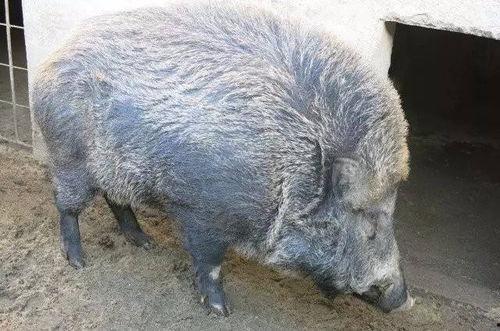 野猪进瓜棚吃瓜视频下载  第3张