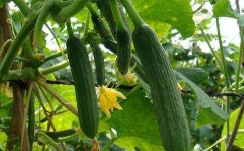 一个大瓜怎么吃才好吃视频  第3张