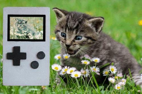 土瓜能给猫吃吗视频教程,土瓜猫食制作与喂食教程  第2张