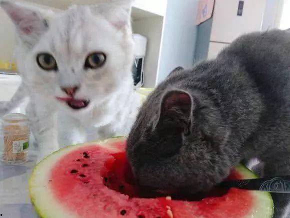 土瓜能给猫吃吗视频教程,土瓜猫食制作与喂食教程  第3张