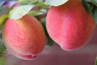 桃子桃吃瓜视频,趣味横生美食对决