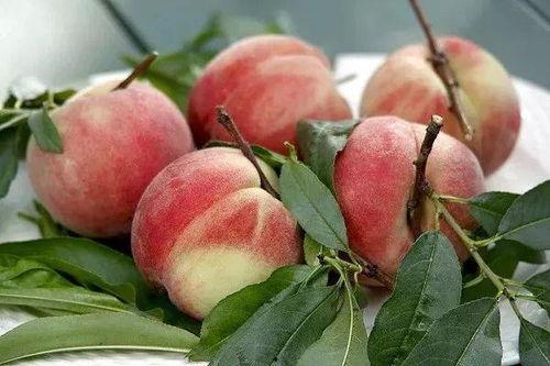 桃子桃吃瓜视频,趣味横生美食对决  第3张