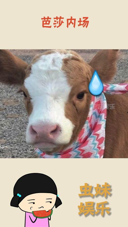 抖音搞笑段子吃瓜视频大全,吃瓜群众欢乐集结，笑料横飞视频大全  第2张