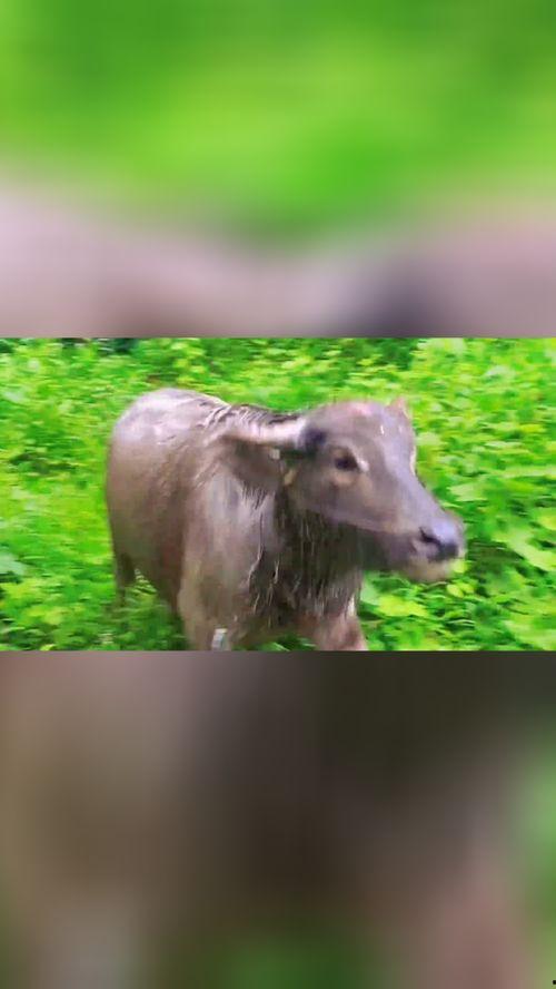 牛可以吃土瓜吗视频教学,揭秘土瓜在牛饲料中的奥秘