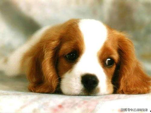 狗司令太子吃瓜视频大全,笑料百出，欢乐无限  第2张