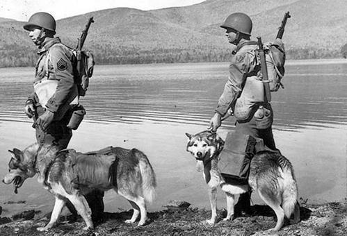 狗司令太子吃瓜视频大全,笑料百出，欢乐无限  第3张