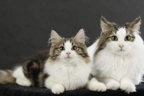 小猫可以吃金蜜瓜吗视频,揭秘猫咪的甜蜜冒险  第2张