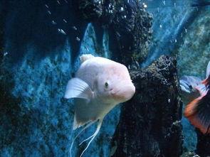 招财鱼吃瓜的视频,揭秘水下美食家的独特生活  第2张