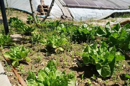 草坪吃瓜视频,吃瓜视频带你领略欢乐时光  第2张