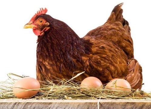 老公鸡吃瓜视频大全下载,趣味横生的欢乐时光回顾  第3张