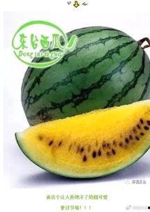 全球都在吃瓜视频,短视频时代的全民娱乐盛宴  第2张