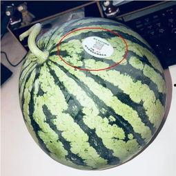 网红头像吃瓜视频大全,揭秘网络红人的幕后故事