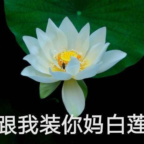 网红头像吃瓜视频大全,揭秘网络红人的幕后故事  第2张