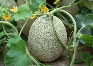 缅甸人吃哈密瓜好吗视频,感受甜蜜滋味  第2张