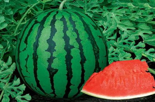 种瓜吃瓜的视频怎么拍,跟随种瓜吃瓜视频，体验田园生活乐趣  第3张