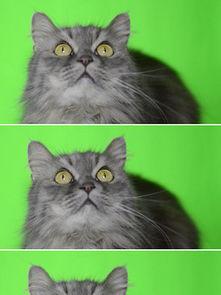 吃瓜猫视频素材下载免费,揭秘热门视频素材背后的下载奥秘  第2张