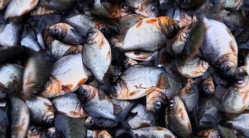 贵阳钓鱼小伙吃瓜视频大全  第3张