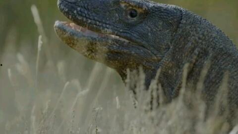 吃瓜蜥蜴视频大全,趣味横生的爬行动物瞬间