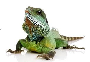 吃瓜蜥蜴视频大全,趣味横生的爬行动物瞬间  第2张