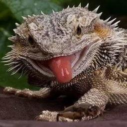 吃瓜蜥蜴视频大全,趣味横生的爬行动物瞬间  第3张