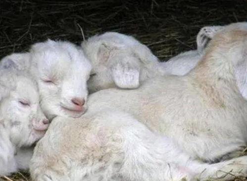 大方瓜如何喂羊羔吃视频,轻松掌握喂养技巧