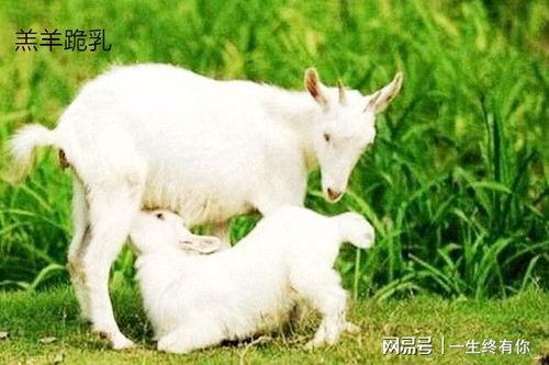 大方瓜如何喂羊羔吃视频,轻松掌握喂养技巧  第2张