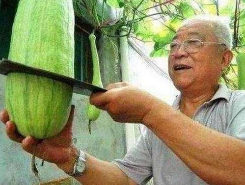 砍瓜真能砍着吃吗视频,砍瓜真能砍着吃？揭秘神奇瓜果的食用奥秘  第2张