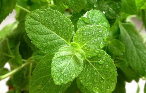 吃三叶瓜视频大全图片下载,视频大全中的美味瞬间  第2张